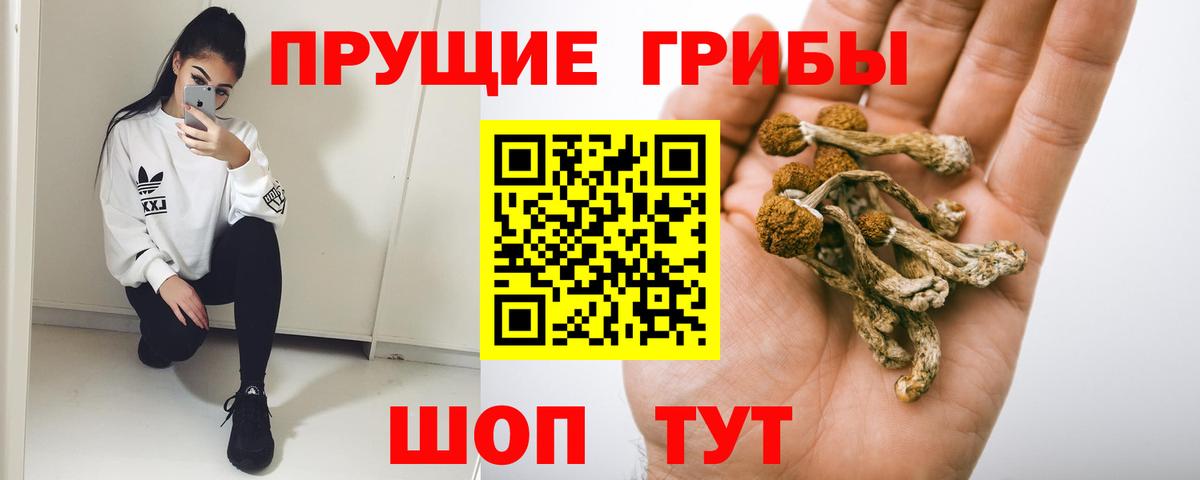 Галлюциногенные грибы Psilocybine cubensis Ессентуки